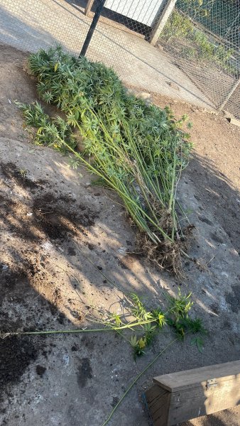 Факт незаконного хранения и выращивания наркосодержащих растений выявлен ипатовскими полицейскими
